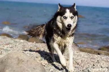 西伯利亚雪橇犬-哈士奇-第20张-宠物相关-宝佳网
