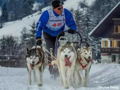 西伯利亚雪橇犬-哈士奇-第23张-宠物相关-宝佳网