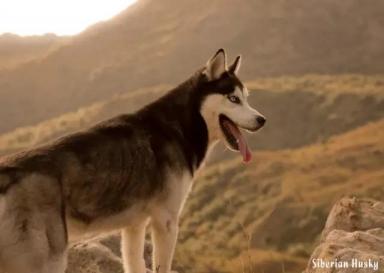 西伯利亚雪橇犬-哈士奇-第26张-宠物相关-宝佳网