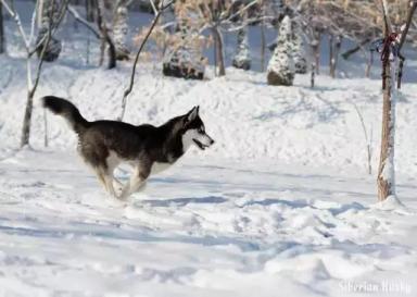 西伯利亚雪橇犬-哈士奇-第29张-宠物相关-宝佳网