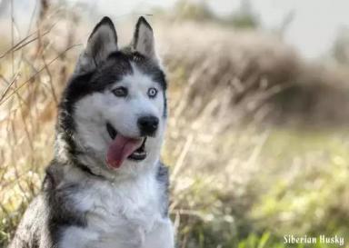 西伯利亚雪橇犬-哈士奇-第28张-宠物相关-宝佳网