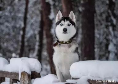 西伯利亚雪橇犬-哈士奇-第27张-宠物相关-宝佳网
