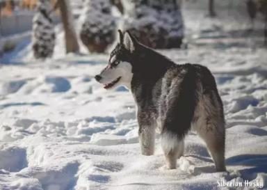 西伯利亚雪橇犬-哈士奇-第31张-宠物相关-宝佳网