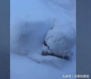 哈士奇在雪地里睡觉，不愧是雪橇犬，二哈终于恢复正常了-第2张-宠物相关-宝佳网