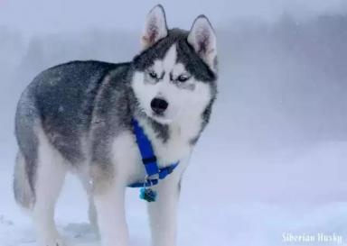 西伯利亚雪橇犬-哈士奇-第33张-宠物相关-宝佳网