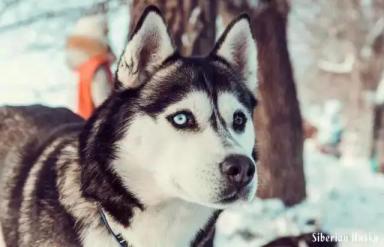 西伯利亚雪橇犬-哈士奇-第34张-宠物相关-宝佳网