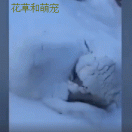 哈士奇在雪地里睡觉，不愧是雪橇犬，二哈终于恢复正常了-第5张-宠物相关-宝佳网