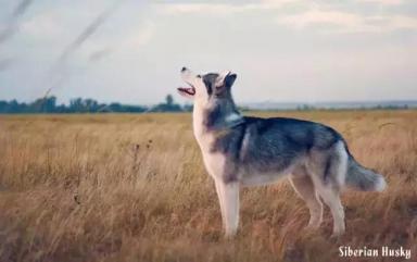 西伯利亚雪橇犬-哈士奇-第37张-宠物相关-宝佳网