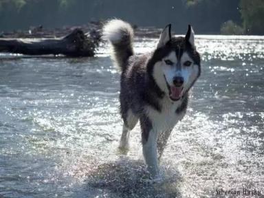 西伯利亚雪橇犬-哈士奇-第38张-宠物相关-宝佳网