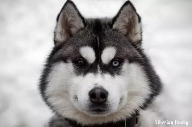 西伯利亚雪橇犬-哈士奇-第40张-宠物相关-宝佳网