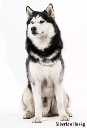 西伯利亚雪橇犬-哈士奇-第39张-宠物相关-宝佳网