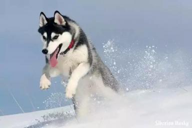 西伯利亚雪橇犬-哈士奇-第41张-宠物相关-宝佳网