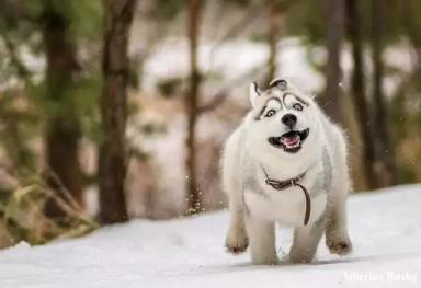 西伯利亚雪橇犬-哈士奇-第48张-宠物相关-宝佳网