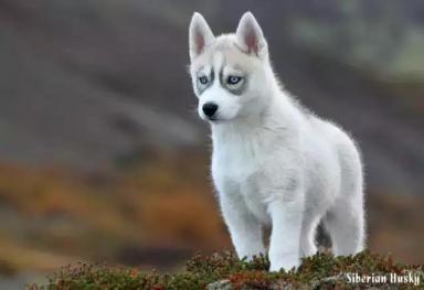 西伯利亚雪橇犬-哈士奇-第49张-宠物相关-宝佳网