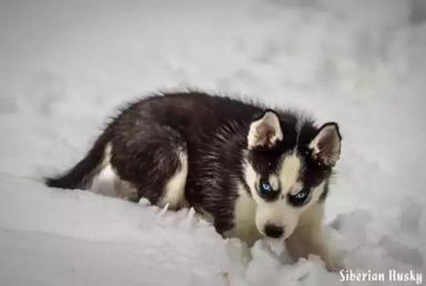 西伯利亚雪橇犬-哈士奇-第51张-宠物相关-宝佳网