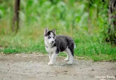 西伯利亚雪橇犬-哈士奇-第50张-宠物相关-宝佳网