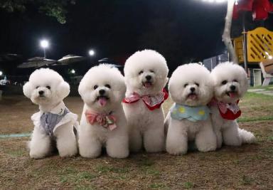 “超可爱”的8种狗，看到都让人心动-第3张-宠物相关-宝佳网