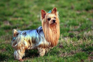养狗多年，我终于找到了“约克夏犬”多人饲养的原因-第2张-宠物相关-宝佳网