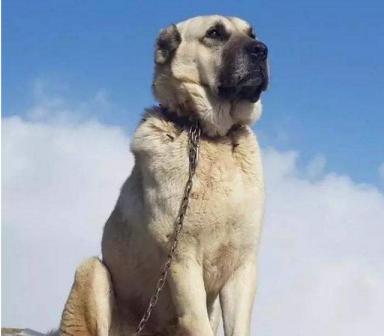 世界上最高大的十种狗狗-第1张-宠物相关-宝佳网