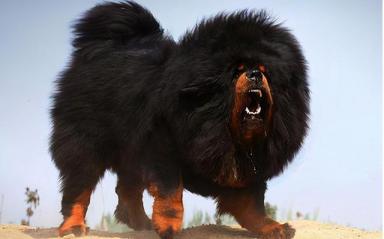 世界上最高大的十种狗狗-第6张-宠物相关-宝佳网