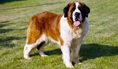 世界上最高大的十种狗狗-第5张-宠物相关-宝佳网