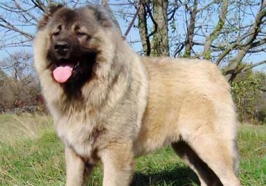 世界上最高大的十种狗狗-第9张-宠物相关-宝佳网