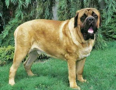 世界上最高大的十种狗狗-第7张-宠物相关-宝佳网