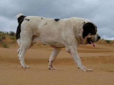 世界上最高大的十种狗狗-第8张-宠物相关-宝佳网