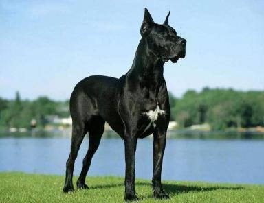 世界上最高大的十种狗狗-第10张-宠物相关-宝佳网