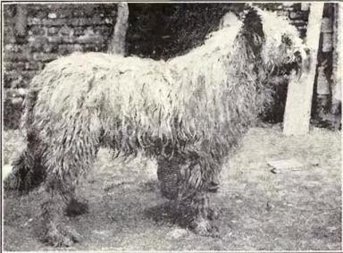 科普丨英国古代牧羊犬——大家熟知的那只“油漆狗”-第6张-宠物相关-宝佳网