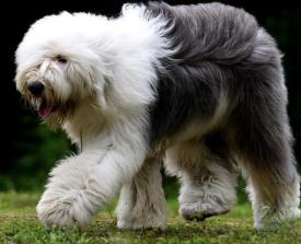 世界名犬——英国古代牧羊犬（Old English Sheepdog）-第3张-宠物相关-宝佳网