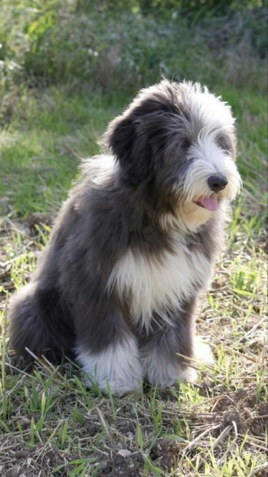 世界名犬——英国古代牧羊犬（Old English Sheepdog）-第6张-宠物相关-宝佳网