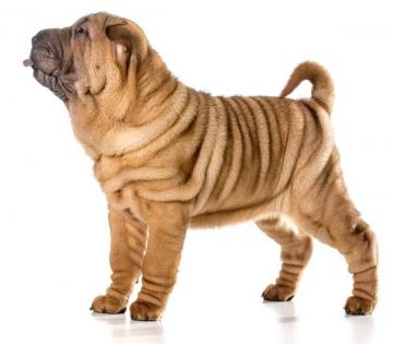 最稀有的品种——沙皮狗-第3张-宠物相关-宝佳网