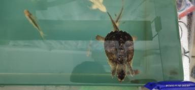 广州胜哥分享在家养鳄龟经验，买回来的乌龟不吃食物，怎么办-第3张-宠物相关-宝佳网