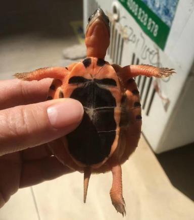 广州胜哥分享在家养鳄龟经验，买回来的乌龟不吃食物，怎么办-第4张-宠物相关-宝佳网