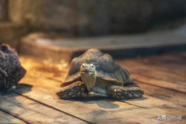 导致龟龟不吃东西的6种原因及解决办法-第5张-宠物相关-宝佳网