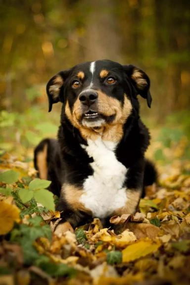 聚焦全球犬种，AKC2019评选出的13个最佳家庭护卫犬-第2张-宠物相关-宝佳网