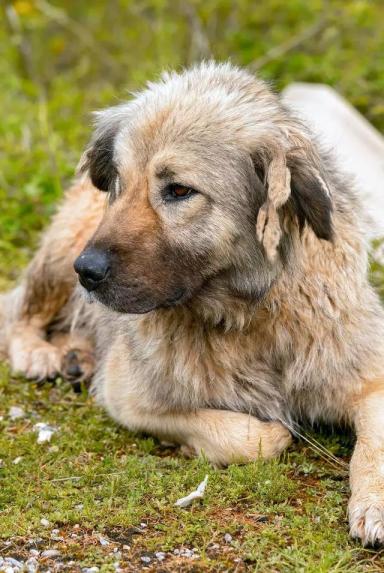 聚焦全球犬种，AKC2019评选出的13个最佳家庭护卫犬-第5张-宠物相关-宝佳网