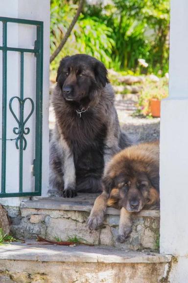 聚焦全球犬种，AKC2019评选出的13个最佳家庭护卫犬-第7张-宠物相关-宝佳网