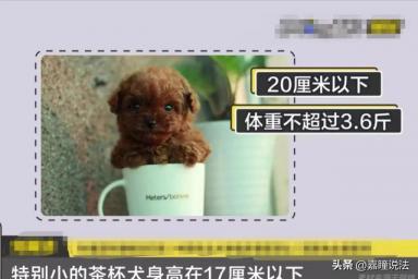 上海8岁男童误将茶杯犬摔死，主人索赔3.7万遭拒：自己没看好怪谁-第3张-宠物相关-宝佳网