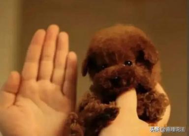 上海8岁男童误将茶杯犬摔死，主人索赔3.7万遭拒：自己没看好怪谁-第2张-宠物相关-宝佳网
