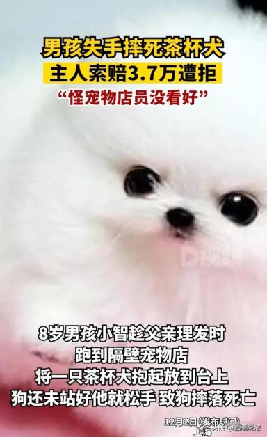 上海8岁男童误将茶杯犬摔死，主人索赔3.7万遭拒：自己没看好怪谁-第4张-宠物相关-宝佳网