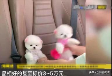上海8岁男童误将茶杯犬摔死，主人索赔3.7万遭拒：自己没看好怪谁-第5张-宠物相关-宝佳网