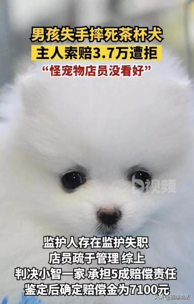 上海8岁男童误将茶杯犬摔死，主人索赔3.7万遭拒：自己没看好怪谁-第7张-宠物相关-宝佳网