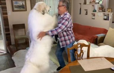 两只大白熊犬共240斤，主人每次回家开门就是一扑，头疼-第2张-宠物相关-宝佳网