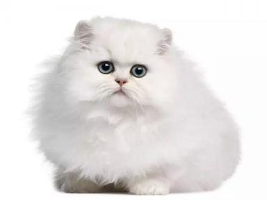 啥？！全世界最美波斯猫长残了-第1张-宠物相关-宝佳网