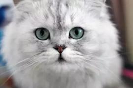 啥？！全世界最美波斯猫长残了-第3张-宠物相关-宝佳网