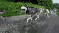 宠物百科：哈士奇－西伯利亚雪橇犬一只可以用来耕地的狗-第2张-宠物相关-宝佳网