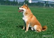中华田园犬的祖先是东亚狼，是纯正血统-第1张-宠物相关-宝佳网