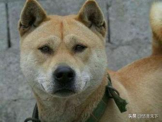 中华田园犬的祖先是东亚狼，是纯正血统-第5张-宠物相关-宝佳网